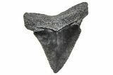 Serrated, Juvenile Megalodon Tooth - South Carolina #359032-1